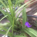 Tradescantia × andersoniana Leaf