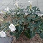 Datura innoxia Yaprak
