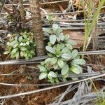 Thiollierea laureana Habit