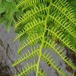 Athyrium distentifolium Blatt