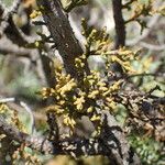 Arceuthobium oxycedri Habit