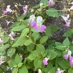 Impatiens balfouriപുഷ്പം