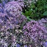 Allium cristophii Квітка