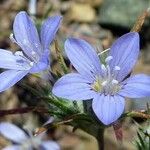 Eriastrum eremicum Hábito