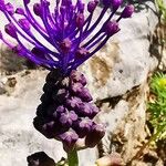 Muscari comosum Flower