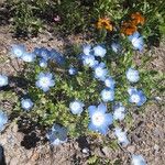 Nemophila menziesii Květ