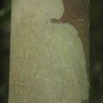 Pouteria reticulata Corteza
