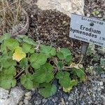 Erodium trifolium Other