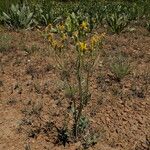 Crepis occidentalis অভ্যাস