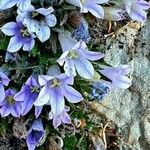 Campanula topaliana Fleur