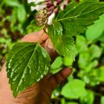 Orthosiphon thymiflorus Blatt