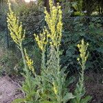 Verbascum speciosum Hábitos