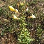 Oenothera elata برگ