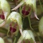 Polystachya stuhlmannii Flower
