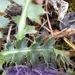 Cirsium acaule Liść