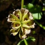 Caltha palustris Meyve