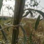 Crotalaria juncea Schors