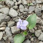 Viola rostrata Flower