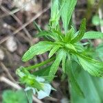 Viola arvensis Blad