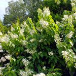 Hydrangea paniculata Hoja