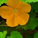 Pavonia burchellii Цвят