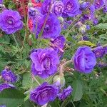 Geranium himalayense Квітка