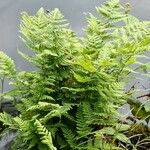 Dryopteris carthusiana Foglia