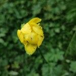 Trollius europaeusFlor