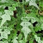 Acanthus montanus Leaf