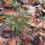 Lycopodium dendroideum Foglia