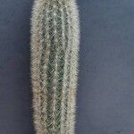 Cleistocactus variispinus Habitus