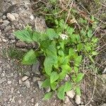 Ageratina adenophora Хабит