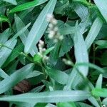 Persicaria minor Blad