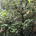 Pterospermum acerifolium Hoja