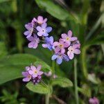 Myosotis sylvatica 花