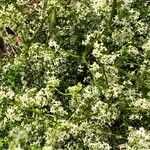 Galium elongatum Цвят