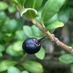 Ilex crenata Fruit