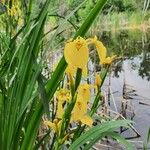 Iris pseudacorus Blüte