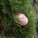 Cupressus sempervirens Fruto