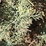 Artemisia caerulescens Квітка