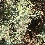 Artemisia caerulescens 花