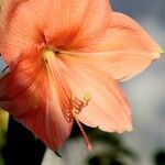 Hippeastrum puniceum Flors