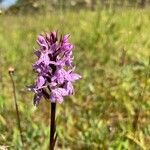 Dactylorhiza maculata花