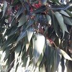 Corymbia ficifolia Blatt