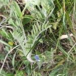 Oxytropis pilosa Folha