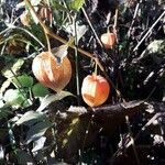 Physalis alkekengi Fruit