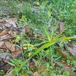 Cyperus laxus Yaprak