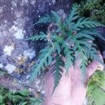 Doryopteris concolor 葉