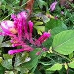 Salvia involucrata 花