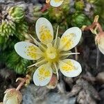 Saxifraga bryoides Kwiat